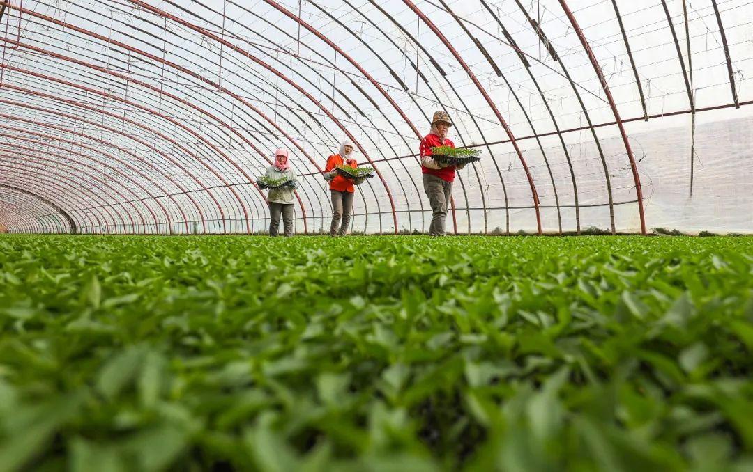 打好绿色牌 走好循环路——我市循环农业产业链发展综述