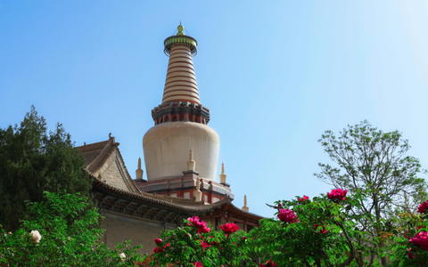 今日掠影：大佛寺牡丹花盛开