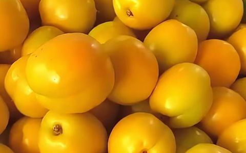 张掖7-8月应季水果之李广杏&珍珠油杏