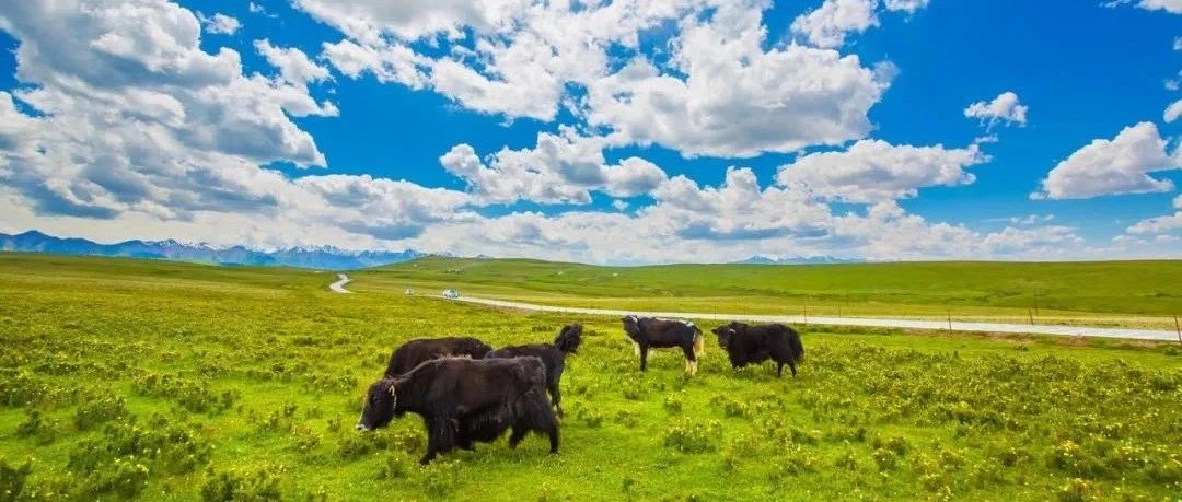 肃南裕固风情走廊旅游景区（康乐草原）临时调整门票销售的通告
